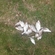 Carp bream