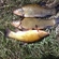 Tench