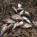 Prussian carp