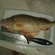 Eurasian perch