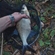 Carp bream