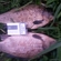 Crucian carp