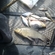 Tench