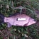 Crucian carp