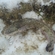 Burbot
