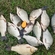 Crucian carp