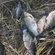 Prussian carp