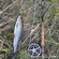 Grayling