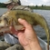 Eurasian perch