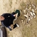 Carp bream