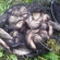 Crucian carp