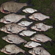 Carp bream