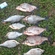 Carp bream