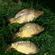 Carp