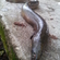 European eel