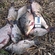 Prussian carp