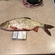 Roach
