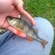 Eurasian perch