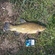 Tench