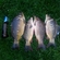 Carp