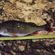Eurasian perch