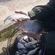Carp bream
