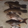 Tench