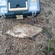 Carp bream