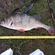 Eurasian perch