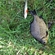 Crucian carp
