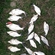 Carp bream