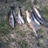Atlantic cod