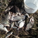 Carp bream