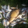 Tench