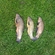 Tench