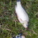 Prussian carp