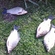 Prussian carp