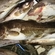 Atlantic cod