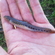 Spined loach