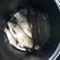 Carp bream