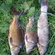 Carp