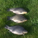 Crucian carp