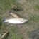 Grass carp