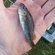 Ruffe