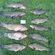Tench