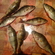 Eurasian perch
