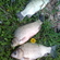 Prussian carp
