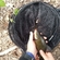 Tench