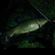 Tench