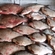 Carp bream